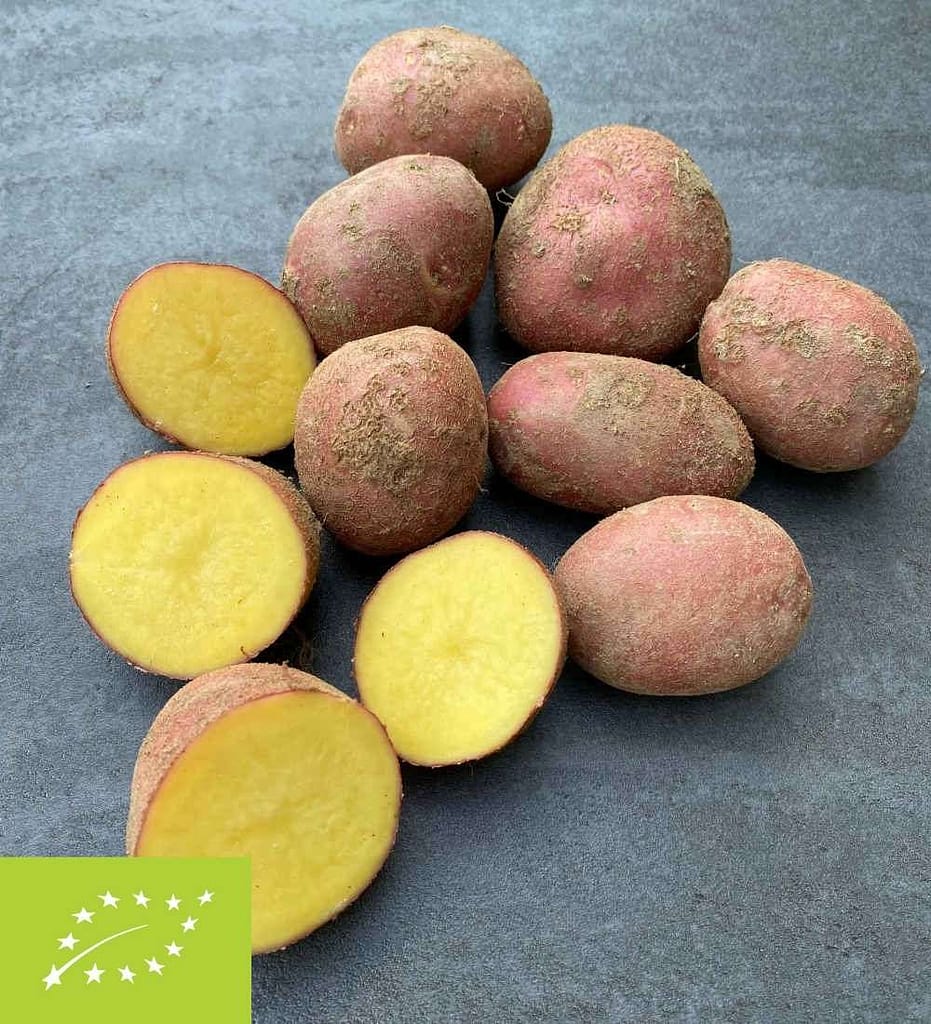 Eko krompir